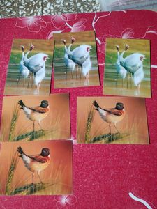 Set Of 6 Postcard