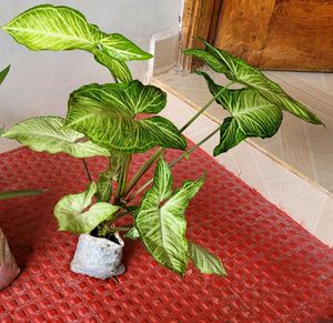 Pack 2 Evergreen Money &amp; Arrowhead Plant 🪴