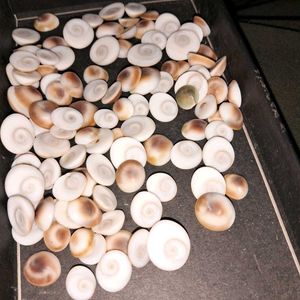 108 Natural Gomti Chakras (sacred operculum shells