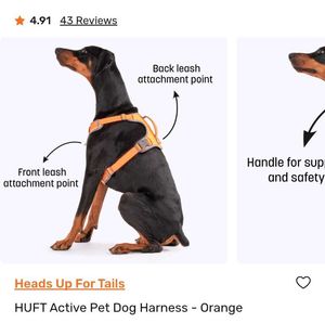 Dog Harness