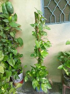 Money Plant Sapling