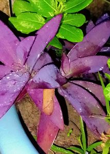 7 Live Plants With Roots