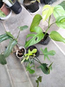 best 3 indoor plants combo