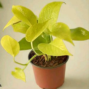 Combo of Neon and Marble queen pothos