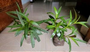 Pack 2 Moses in the Cradle Plants 🪴& Pot