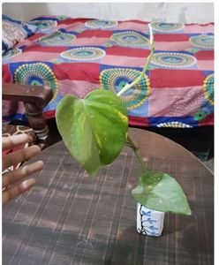 Any 8 Plant