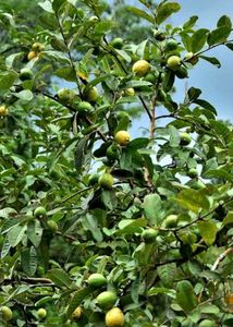 Guava Leaf