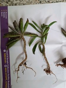 Devil's Backbone/ Mother Of Millions