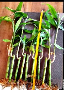 Bamboo Plant
