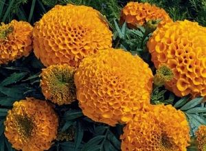 Tulsi &amp; Marigold Combos 3 Plants