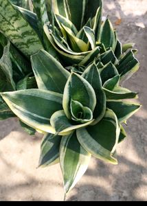 Combo Of 5 Varigated Dwarf Snake Plant