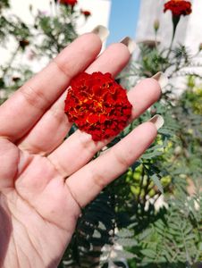 French marrygold plant seeds