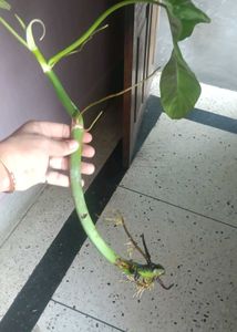 Philodendron Paraiso Verde Plant