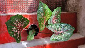 Caladium bicolor Plant 🌱&amp;pot