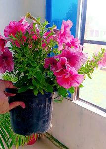 5 Black Nursery Planters