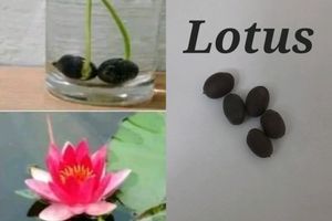 Seeds And Cuttings