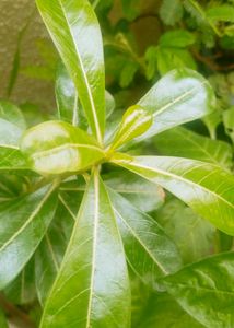 Natural Desert Rose Andenium