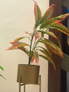 Set of 3 Gold Plant Stands