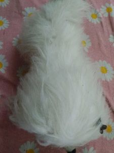 Cute White Dog Plush Toy
