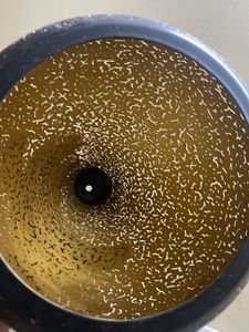 Elegant Black &amp; Gold Decorative  for night light