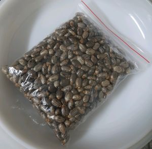 Castor Seeds