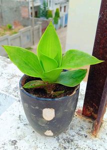 7 Live Plants With Roots