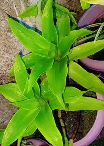 Basket Live Plant