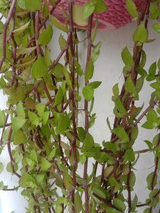 Charming Trailing Callisia Plant