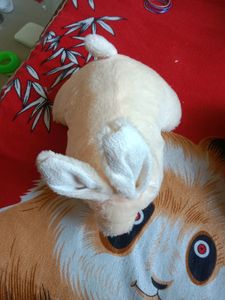Soft Toy