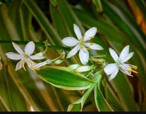 🌱chlorophytum laxum Plant🪴&pot