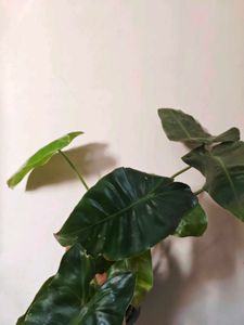 Philodendron Burle Marx [M]