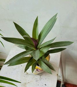 Moses in the Cradle Plant 🌵
