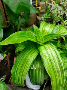Variegated Basket  Plant