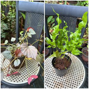 14 Live Root Plants