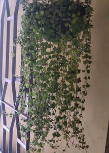 Cascading Hanging Plant 🌿 with free 🎁