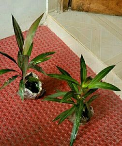 Pack 2 Moses in the Cradle &amp; Dracaena RubyHeal