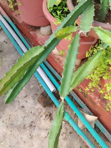 dragon fruit cuttings with root