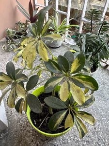 Different Plant Types