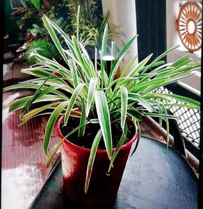 Chlorophytum laxum.🌱plants