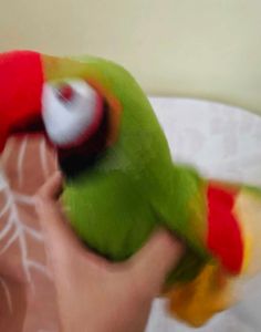 Cute Green Parrot Plush Toy
