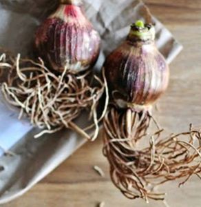 Amaryllis Bulb