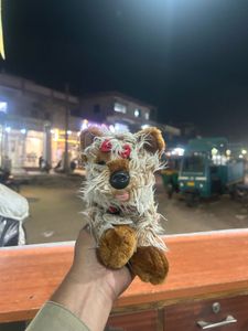 Keel Yorkshire Terrier 'Maisy' Puppy Dog Red