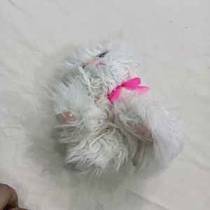 Cute Fluffy🤎 White Kitten Plush Toy