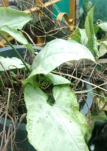 4 synghonium cutting