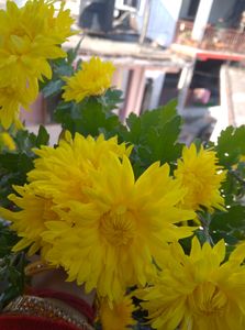 Yellow Flower Plant
