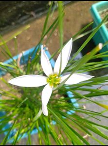 3 combo plant seeds with free delivery