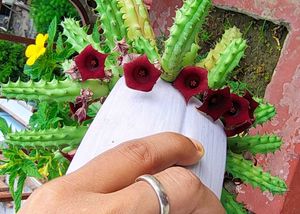 Unique Succulent Plant with Red Flower 2 plants