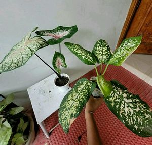 Pack 2 Syngonium &amp;calcium cherryplant 🌵