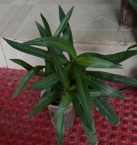 Pack 2 Moses-in-the-Cradle &amp; Syngonium Plant &amp; Pot