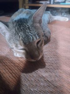 Home + Steet Cat ( Billa )
